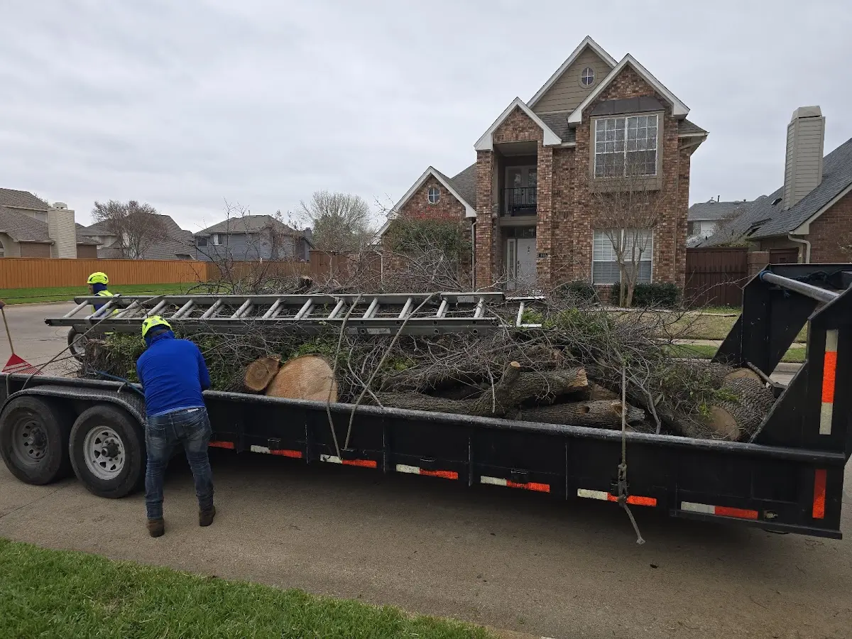 Expert Tree Pest Control with proper safety equipment in Old Town